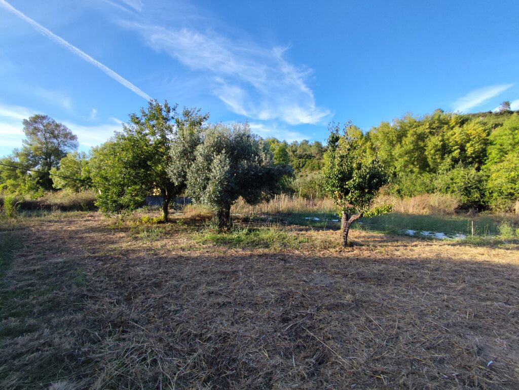 Campo ribatejano
